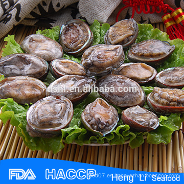 Abalone silvestre en conchas al por mayor